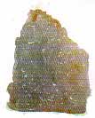 blue jadeite
