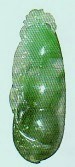green color jadeite 04